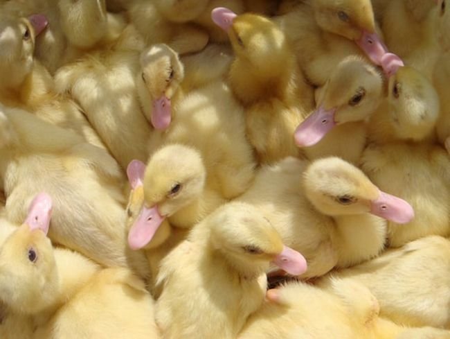 Yellow Pekin Duck Chicks