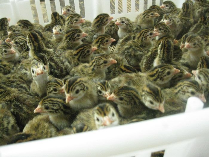 Day Old Guinea Fowl Chicks