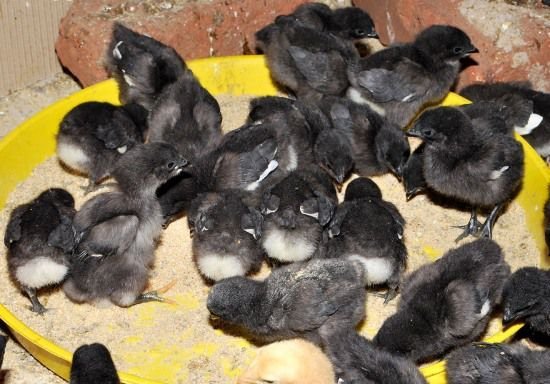 Day Old Black Kadaknath Chick