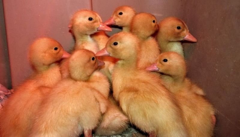 White Pekin Duck Day Old Chicks