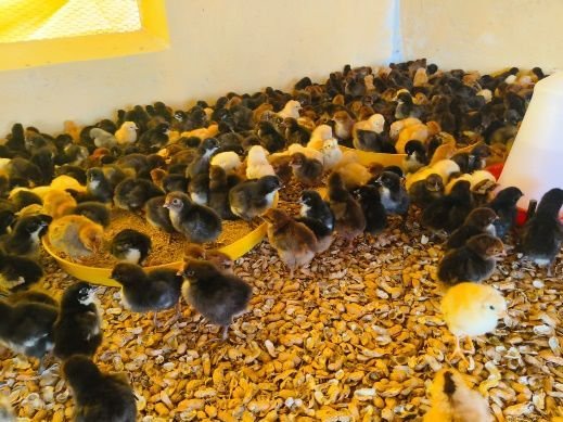Multicolour Giriraja Chicks