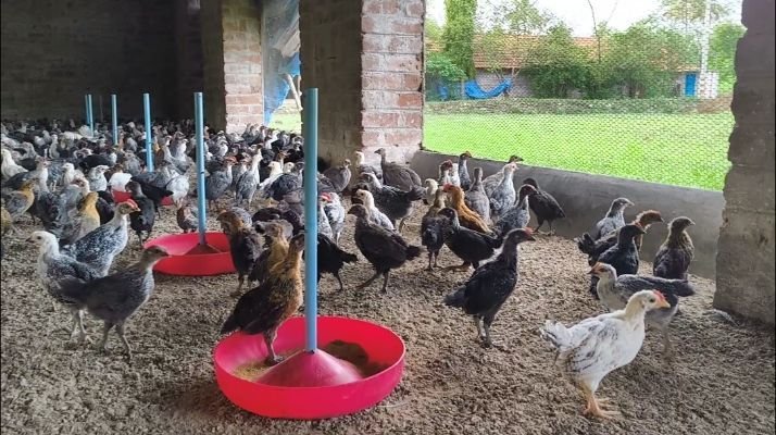 1 Month Old Country Chicks