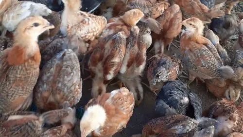 Brown High Breed Giriraja Chicks