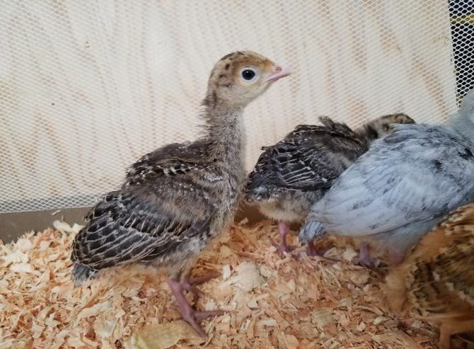 1 Month Old Turkey Breed