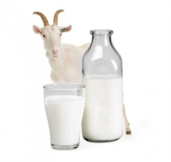 Organic Fresh Goat Milk