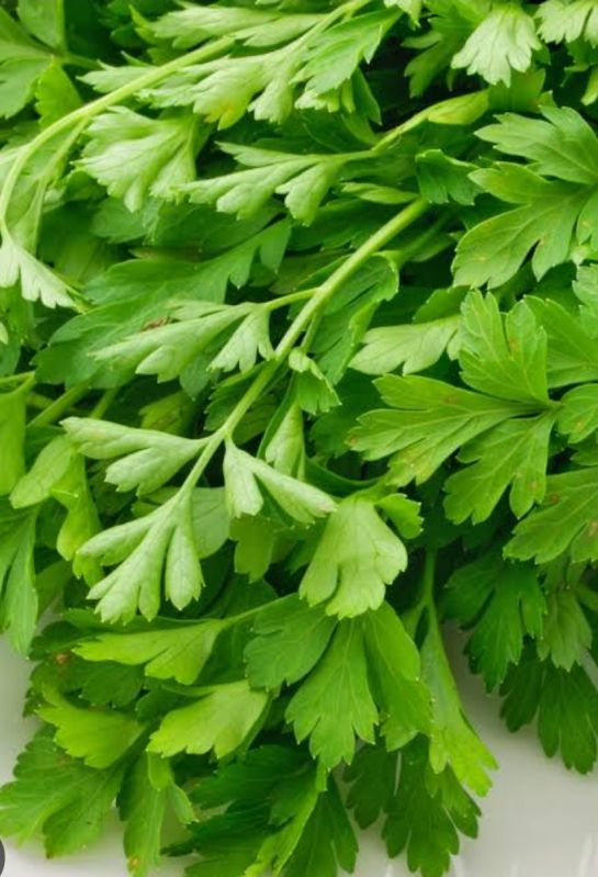 Fresh Coriander Leave