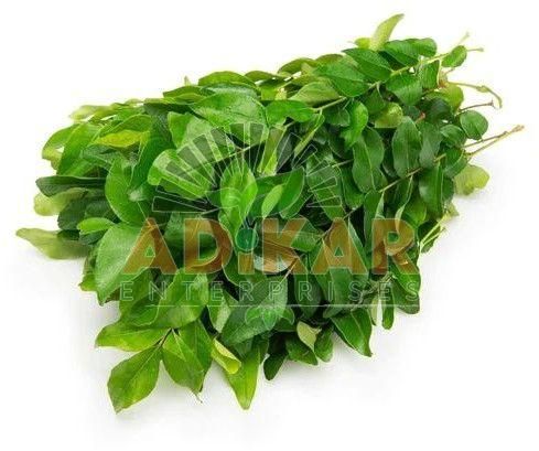Fresh Curry Leaves