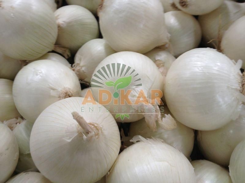 Fresh White Onion