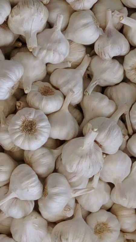 Fresh White Garlic