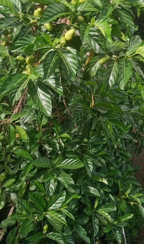 Noni Fruit Plant