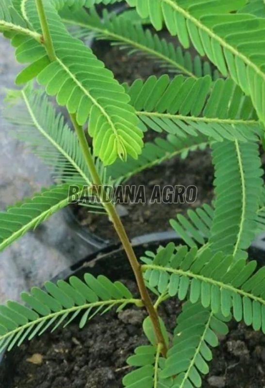 Amla Plant