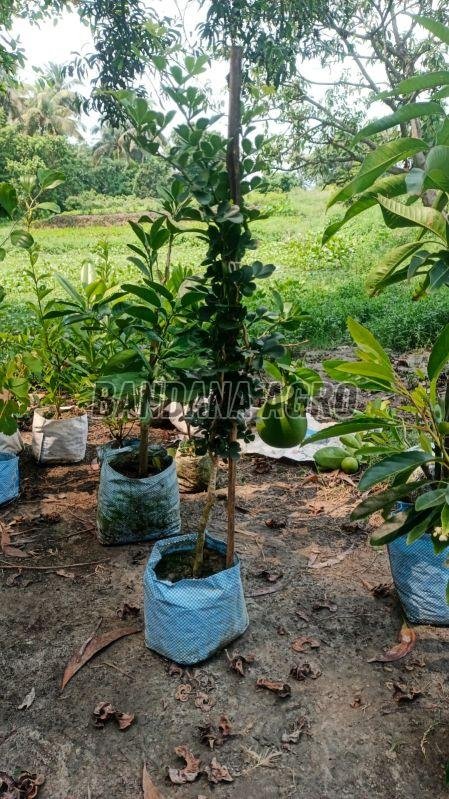 Batabi Lemon Plant