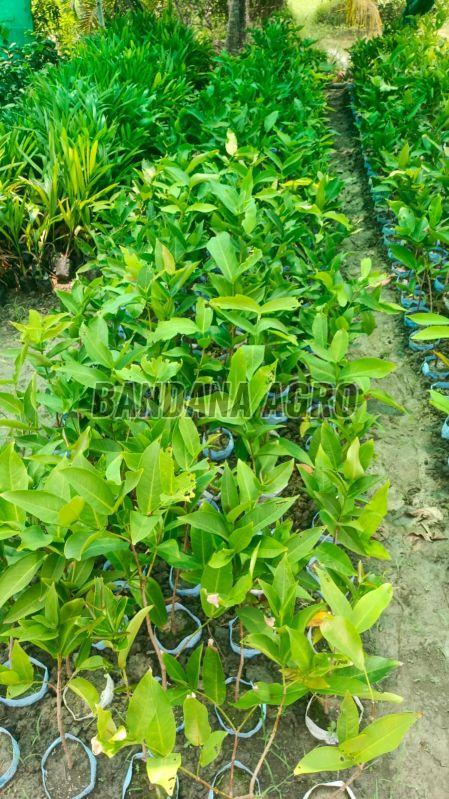 Green Water Apple Plant