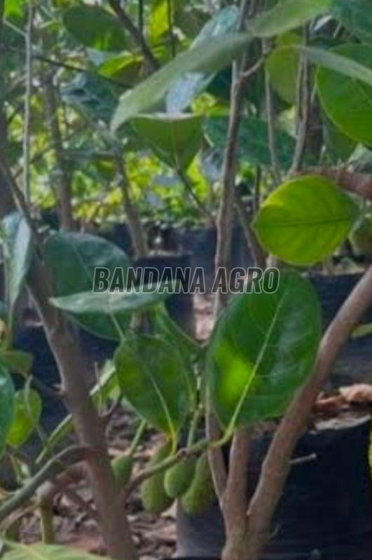 Hybrid Jack Fruit Plant