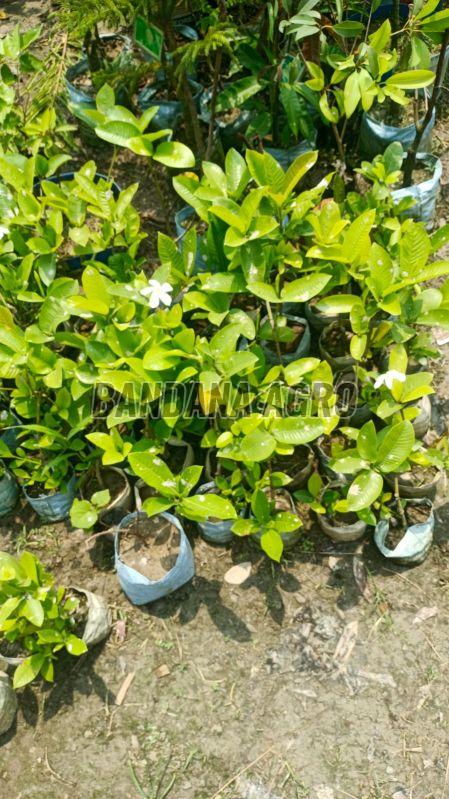 Jasmine Flower Plant