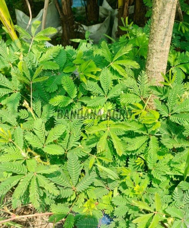 Mimosa Pudica Plant
