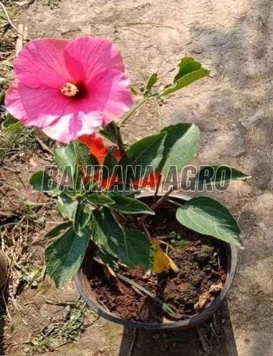 Pink Hibiscus Flower Plant