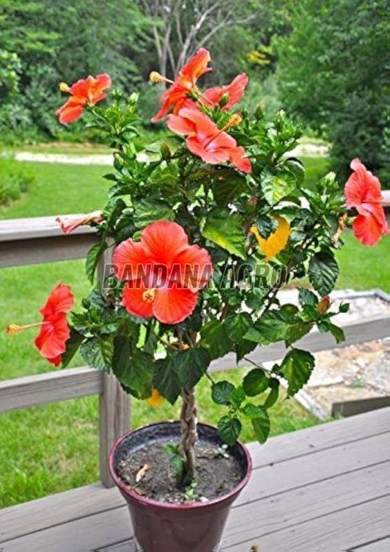 Red Hibiscus Flower Plant