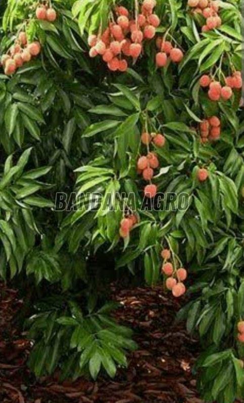 Sweet Litchi Plant