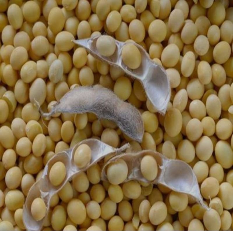 Organic Soybean Seeds