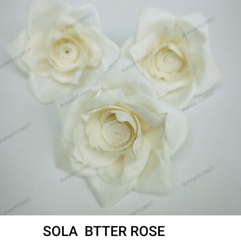 Butter Sola Wood Rose