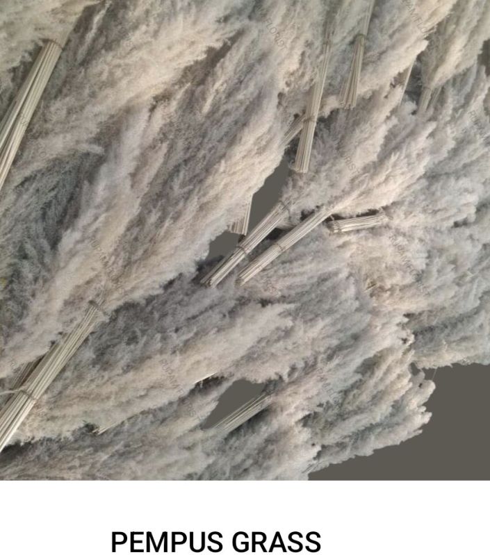 Natural Dried Pampas Grass