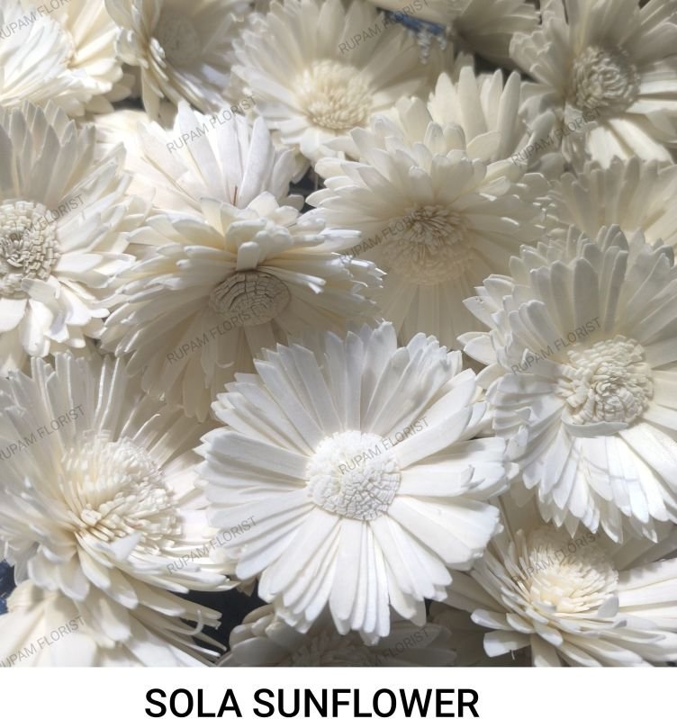 White Sola Wood Sunflower