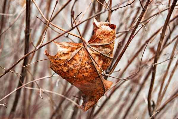 Dry Agathi Tree Leaves