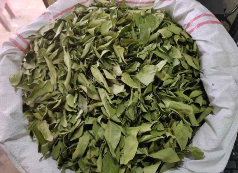 Third Quality Dry Curry Leaves