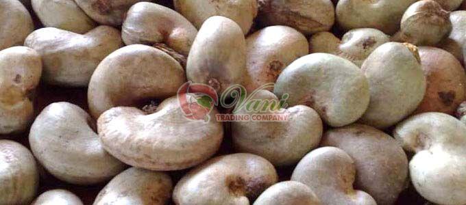 Raw Cashew Nuts