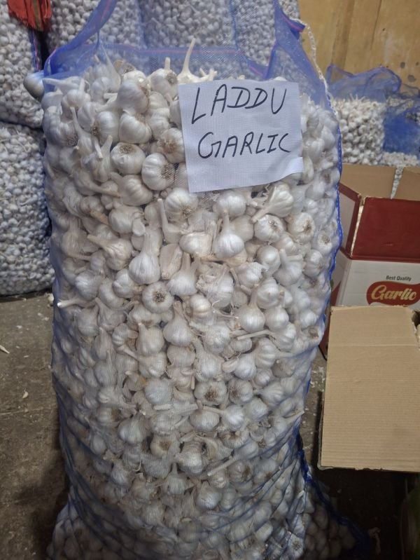 A Grade Laddu Garlic