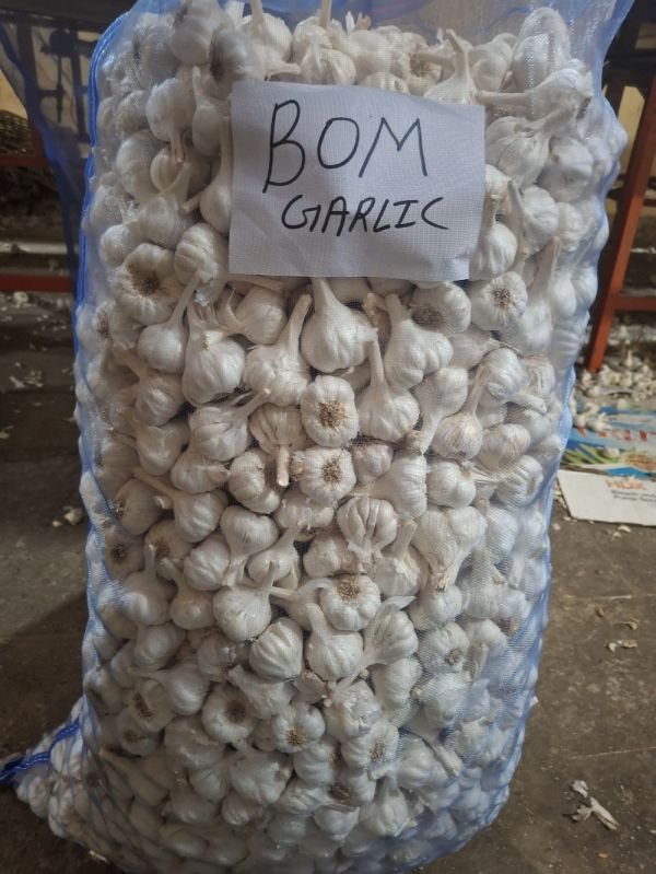 Bom Quality Fresh Garlic