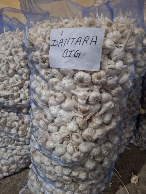 Dantara Big Fresh White Garlic