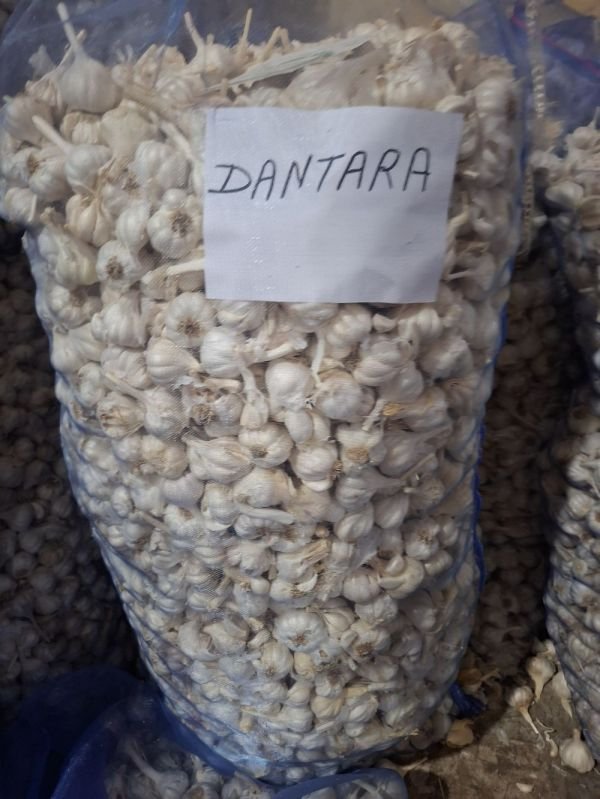 Dantara Fresh White Garlic