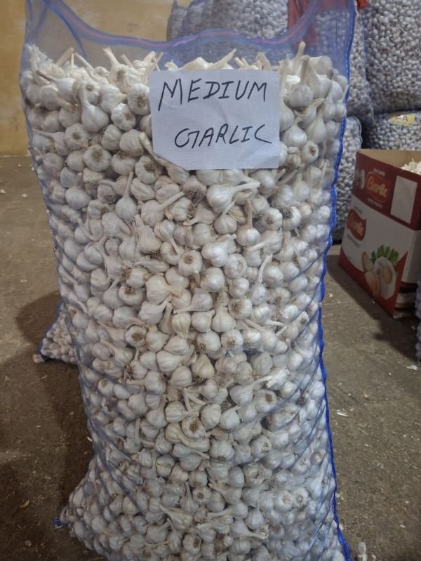 Medium Fresh White Garlic