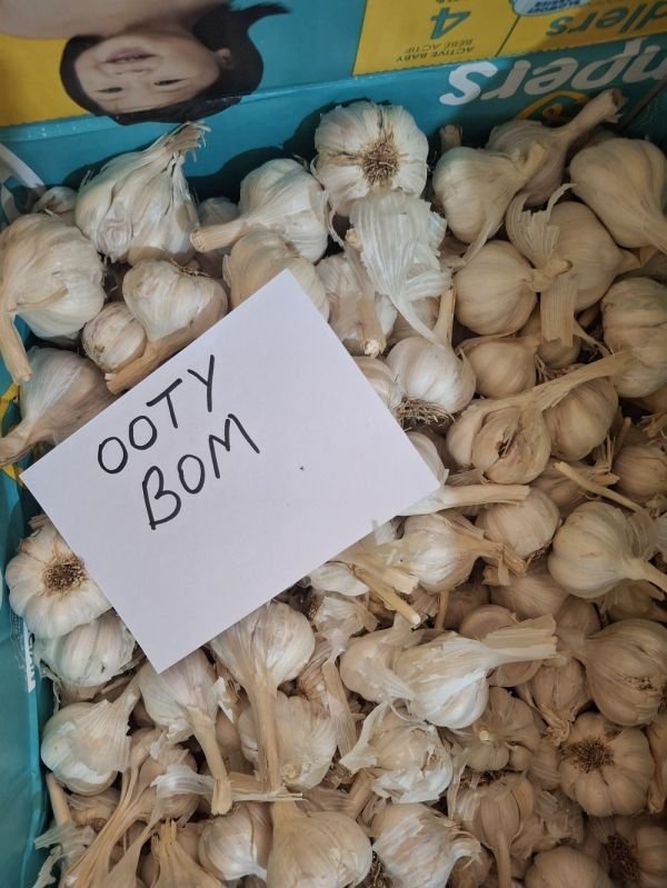 Ooty Bom Fresh White Garlic