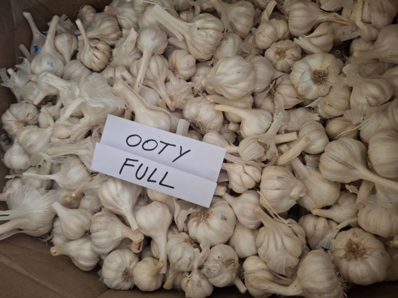 Ooty Full Fresh White Garlic