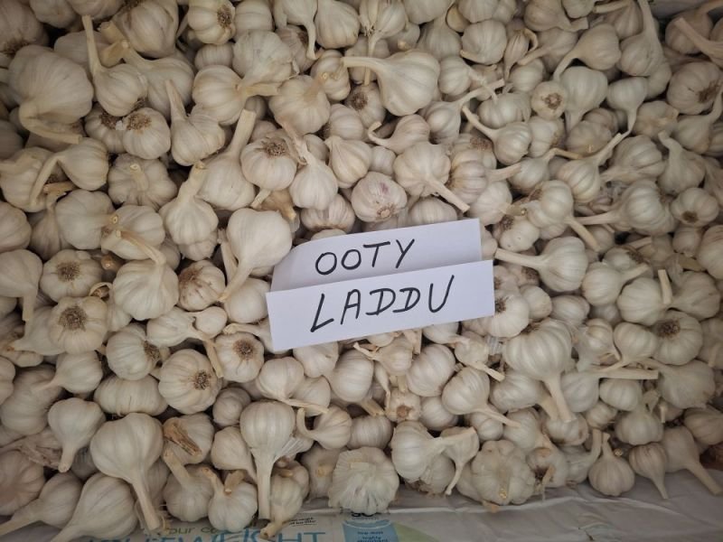 Ooty Laddu Fresh White Garlic