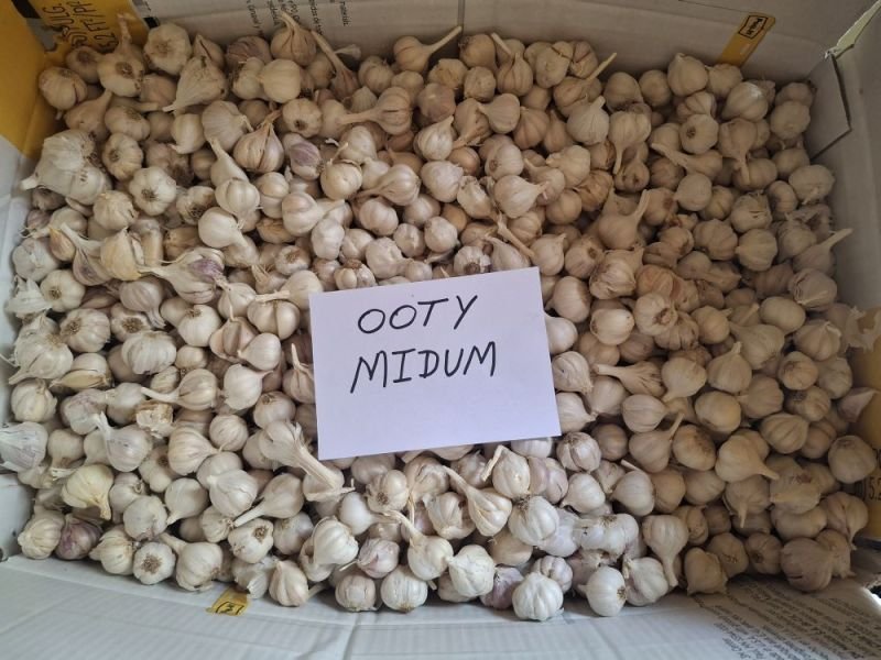 Ooty Medium Fresh White Garlic