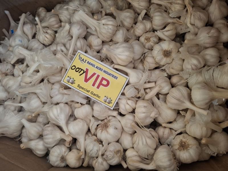 Ooty Vip Fresh White Garlic
