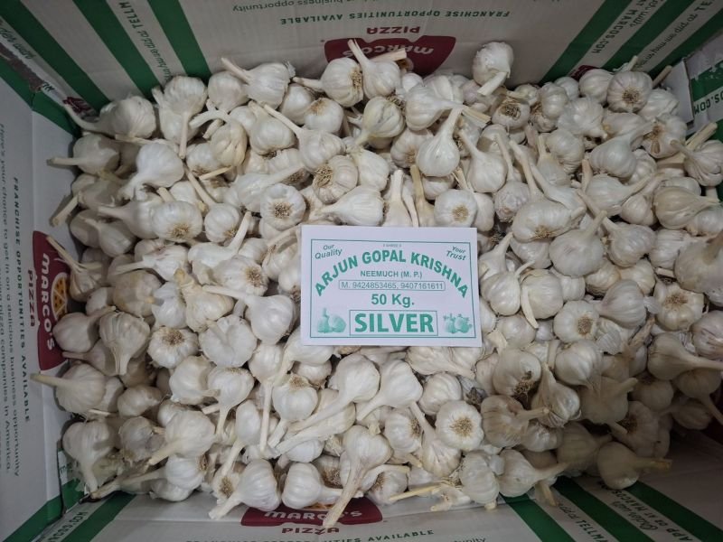 Silver Fresh White Garlic
