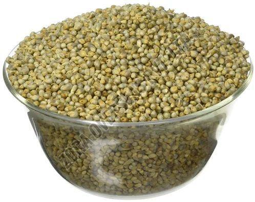 A Grade Hybrid Bajra Seed