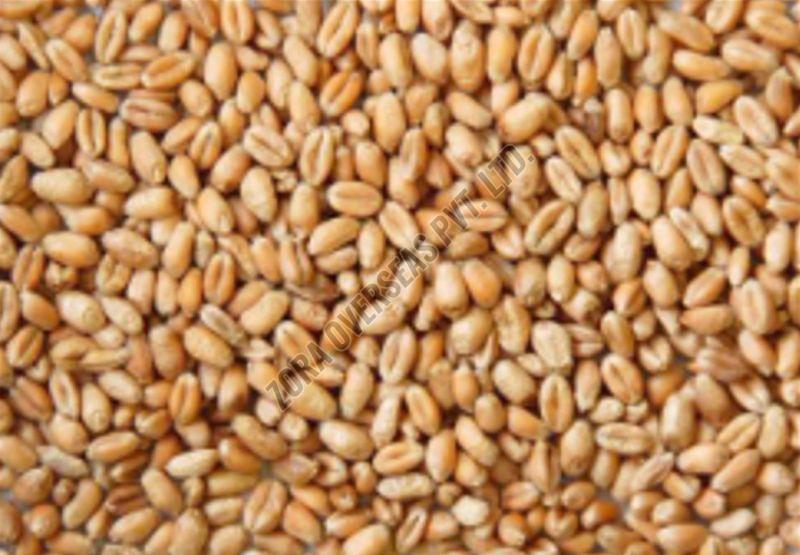 A Grade Sehore Wheat Grain