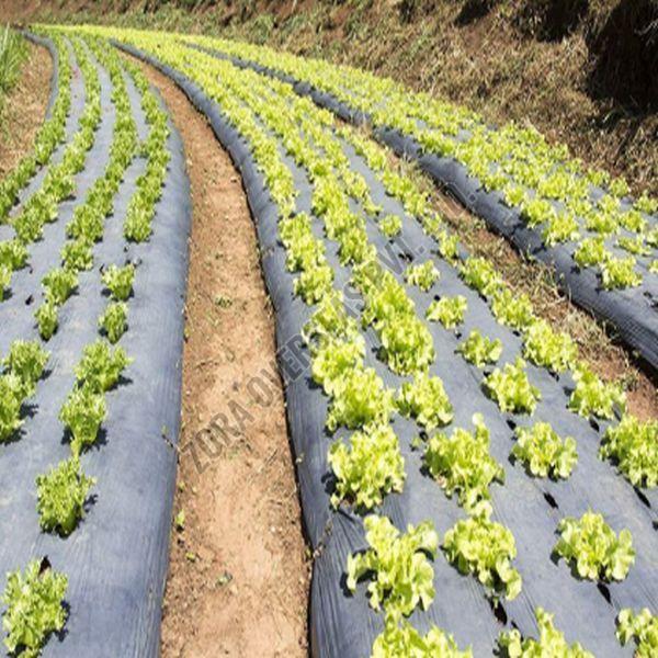 Black PP Non Woven Ground Cover Fabric