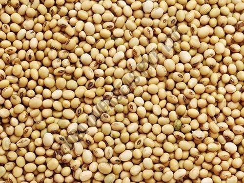 Organic Soybean Seeds