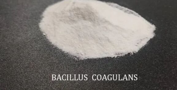 Bacillus Coagulans