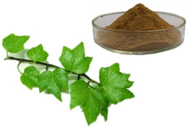 Ivy Leaf Extract Powder