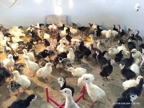 1 Day Old Turkey Farming Chicks