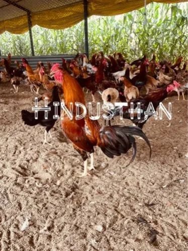 10 Months Aseel Country Chicken