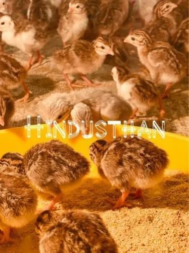 20 Days Old Fowl Chicks